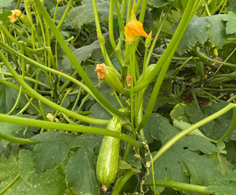 Fight against squash mosaic virus.