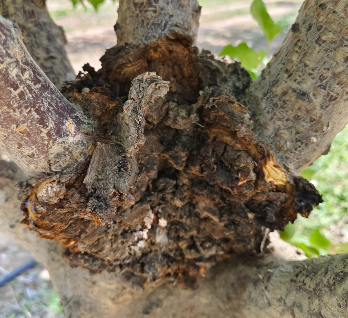 Agrobacterium (Root Cancer)