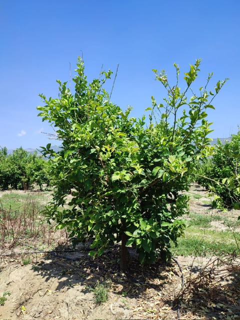 PHOTO-2024-07-15-16-09-18